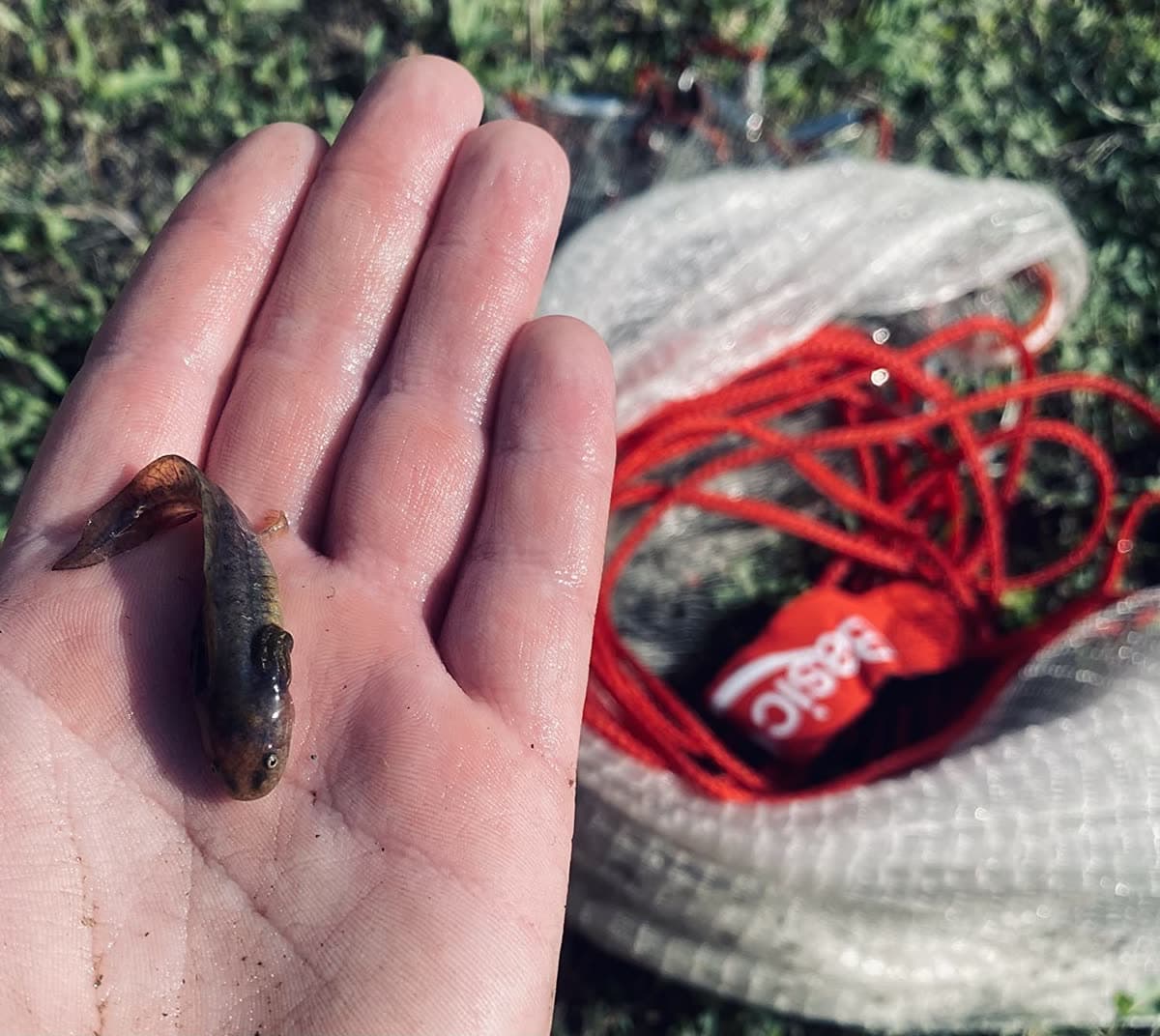 A customer holds a freshly caught bait fish in their palm, Classic Series cast net on the grass behind