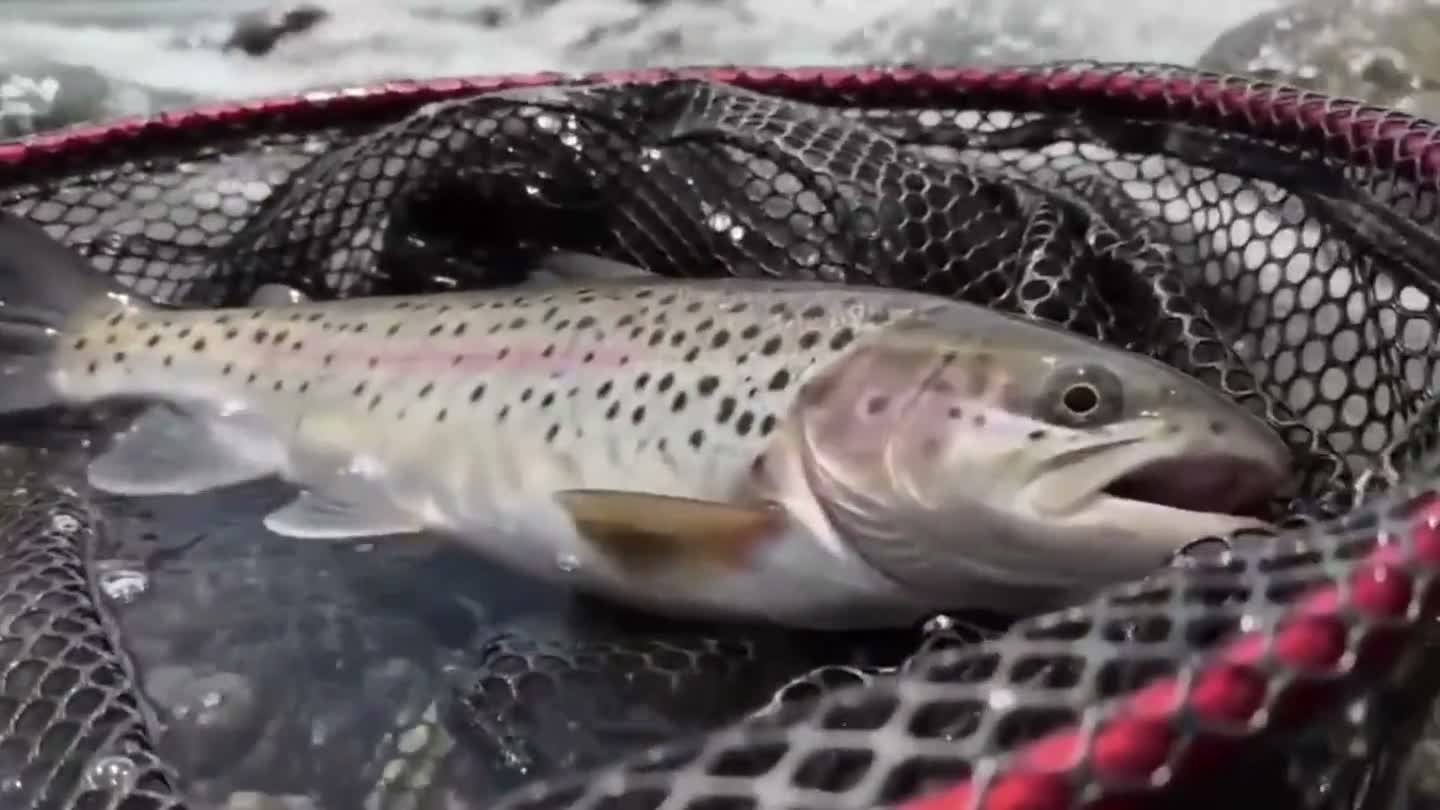 Amazon Listing Showcase — Real Catch